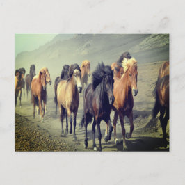 Briefkaart van paarden