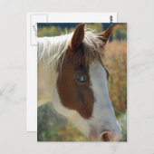 Briefkaart van paarden (Voorkant / Achterkant)