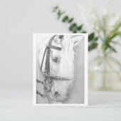 Briefkaart van paarden (Staand voorkant)