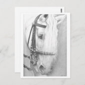 Briefkaart van paarden (Voorkant / Achterkant)