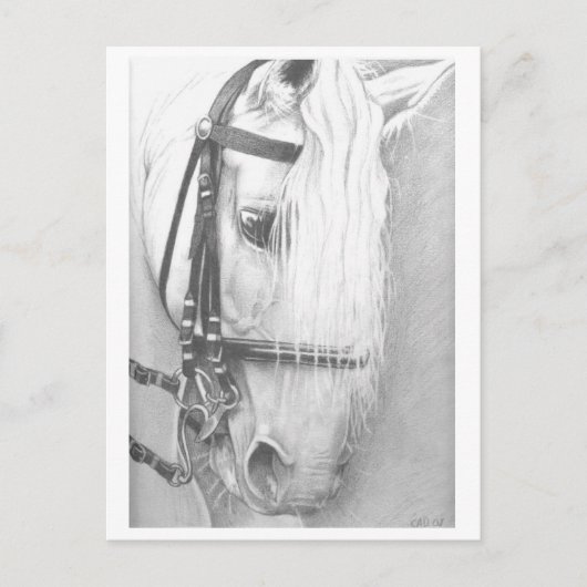 Briefkaart van paarden (Voorkant)