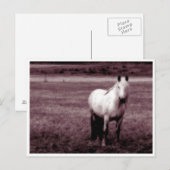 Briefkaart van paarden (Voorkant / Achterkant)