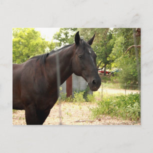 Briefkaart van paarden