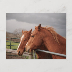 Briefkaart van paarden