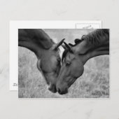 Briefkaart van paarden (Voorkant / Achterkant)