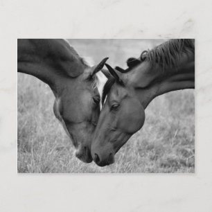 Briefkaart van paarden