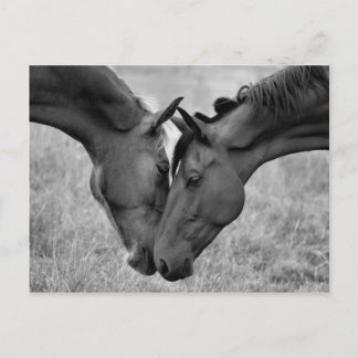 Briefkaart van paarden
