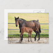 Briefkaart van paarden (Voorkant / Achterkant)