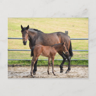 Briefkaart van paarden
