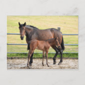 Briefkaart van paarden (Voorkant)