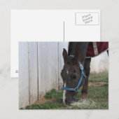 Briefkaart van paarden (Voorkant / Achterkant)