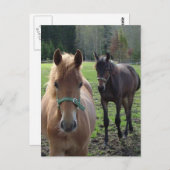 Briefkaart van paarden (Voorkant / Achterkant)