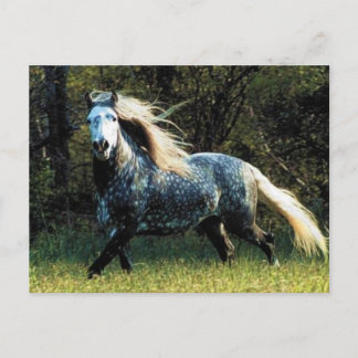 Briefkaart van paarden