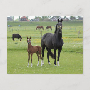 Briefkaart van paarden