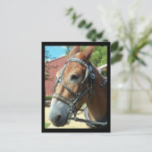 Briefkaart van paarden (Staand voorkant)