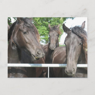 Briefkaart van paarden