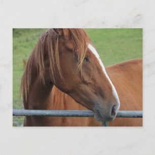 Briefkaart van paarden 1