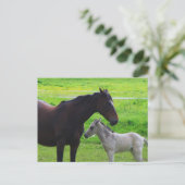 Briefkaart van paardenpest (Staand voorkant)