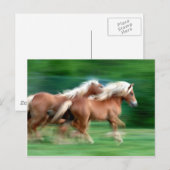 Briefkaart van paardenrennen met racepalomino (Voorkant / Achterkant)