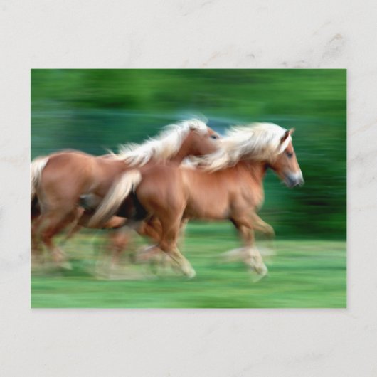 Briefkaart van paardenrennen met racepalomino (Voorkant)