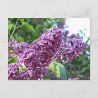 briefkaart van paarse lilacs