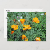 Briefkaart van papaver (Voorkant / Achterkant)