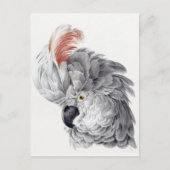 Briefkaart van papegaai (Voorkant)