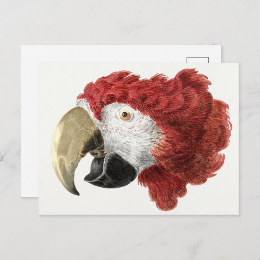 Briefkaart van papegaai (Voorkant / Achterkant)