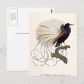 Briefkaart van Paradise Bird (Voorkant / Achterkant)