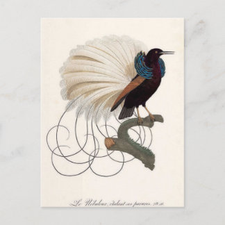 Briefkaart van Paradise Bird