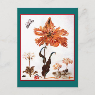 Briefkaart van Parrot Tulip