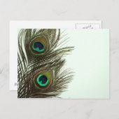 Briefkaart van pauwveren (Voorkant / Achterkant)