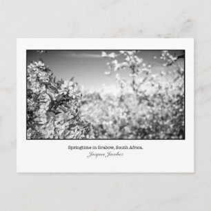 Briefkaart van perenbloesems
