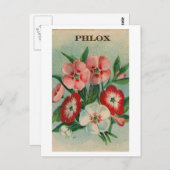 briefkaart van phlox-zaadpakket (Voorkant / Achterkant)