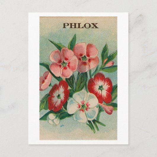 briefkaart van phlox-zaadpakket (Voorkant)