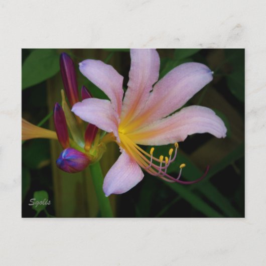Briefkaart van Pink Belladonna Lily Bloom (Voorkant)