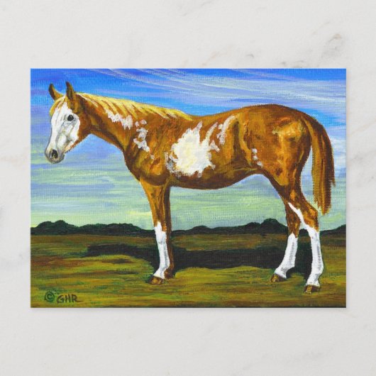 Briefkaart van pinto/Paint Horse (Voorkant)