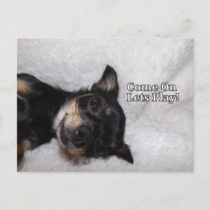 Briefkaart van Play chihuahua