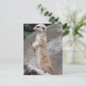 Briefkaart van Poised Meerkat (Staand voorkant)
