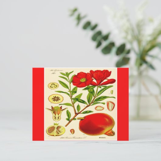 Briefkaart van Pomegranaat (Staand voorkant)