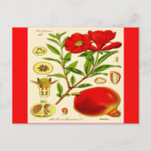 Briefkaart van Pomegranaat (Voorkant)
