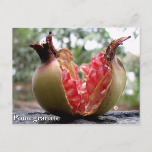 Briefkaart van Pomegranaat