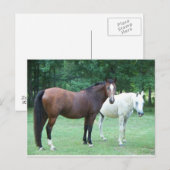 Briefkaart van prachtige paarden (Voorkant / Achterkant)