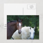 Briefkaart van prachtige paarden (Voorkant / Achterkant)
