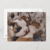 Briefkaart van Puppies van bulledog (Voorkant / Achterkant)
