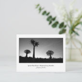 Briefkaart van Quiver Trees (Staand voorkant)