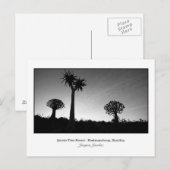 Briefkaart van Quiver Trees (Voorkant / Achterkant)