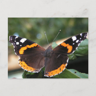 Briefkaart van Red Admiral Butterfly