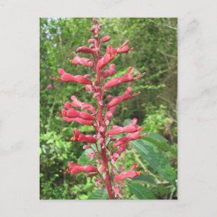 Briefkaart van Red Buckeye