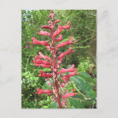 Briefkaart van Red Buckeye (Voorkant)